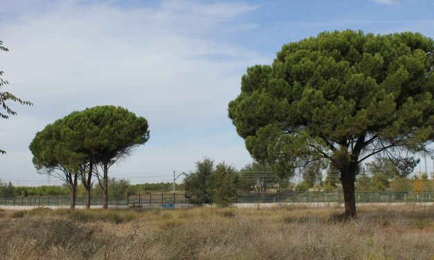 La construcción del mayor parque comercial de Madrid amenaza la supervivencia del Bosque del Humedal y el bienestar de la vecindad de Coslada