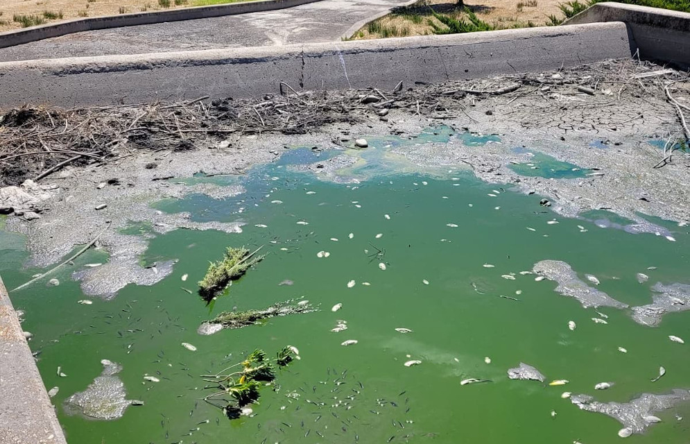 La dejación y el abandono del Parque de la Ría de Sanchinarro provocan la muerte de los animales alojados en sus aguas