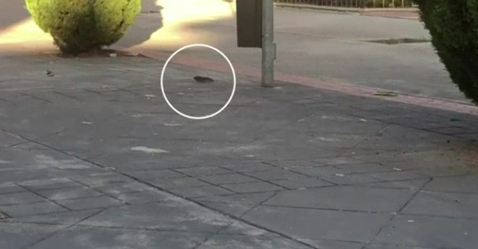 Alertan sobre la proliferación de ratas en Leganés