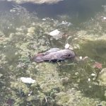 De nuevo aparecen aves muertas en el lago del Parque de las Cruces de Carabanchel