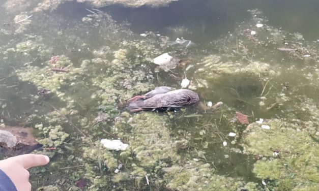 De nuevo aparecen aves muertas en el lago del Parque de las Cruces de Carabanchel