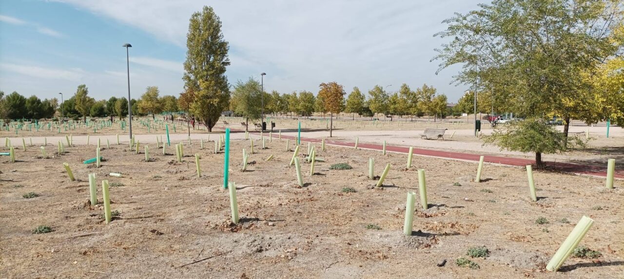 El 77% de los árboles plantados por el Ayuntamiento en el Ensanche de Vallecas están muertos