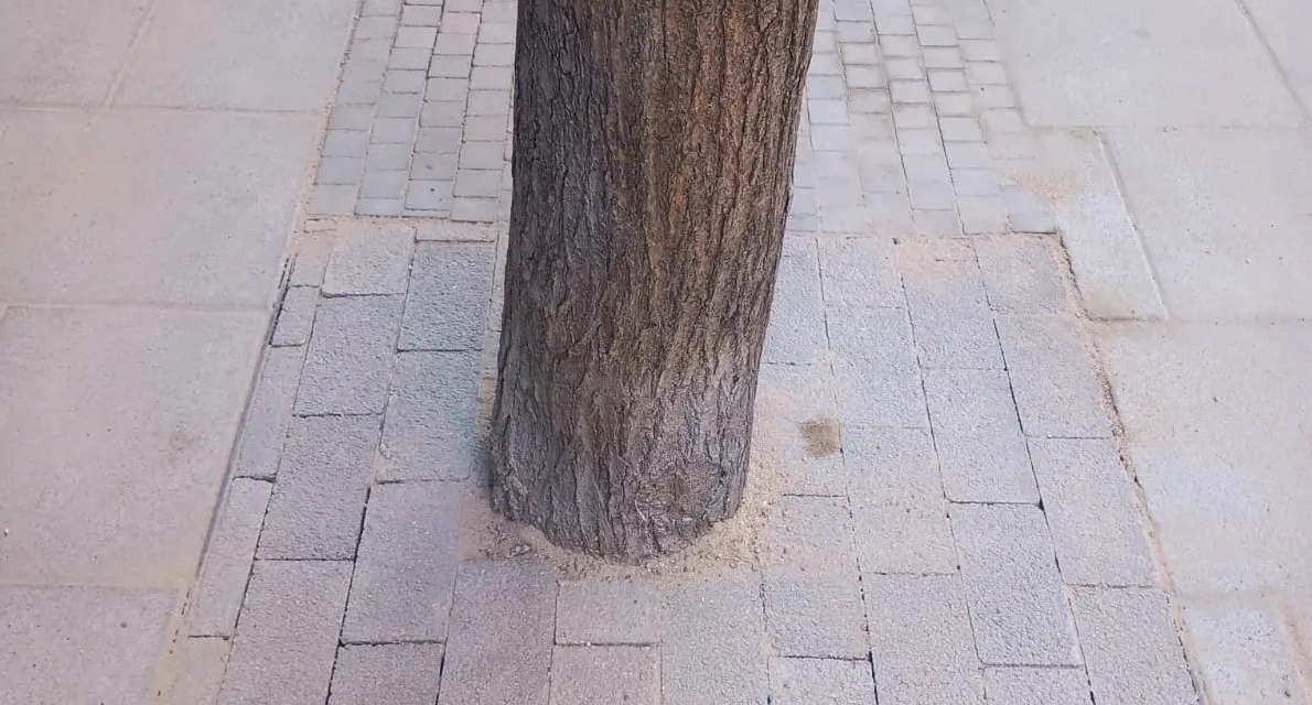 El Ayuntamiento de Madrid asfixia los árboles de la ciudad pavimentándolos hasta el tronco