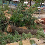 El Ayuntamiento de Madrid tala árboles sin justificación en la plaza de la Emperatriz de Carabanchel