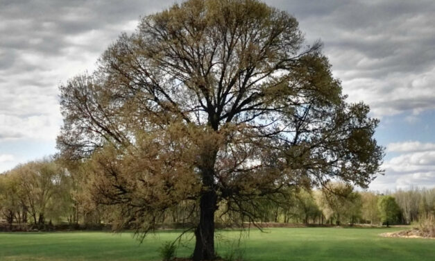 “El abuelo”, un olmo centenario símbolo de la resistencia vecinal del Sur que aspira a ser árbol español del año