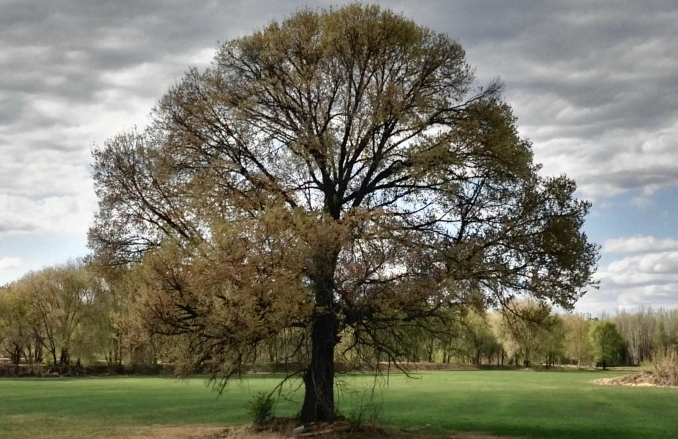 “El abuelo”, un olmo centenario símbolo de la resistencia vecinal del Sur que aspira a ser árbol español del año