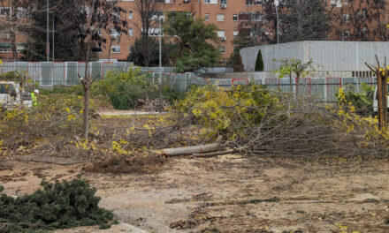 Catedráticos y otros profesionales del mundo del urbanismo piden a Almeida la paralización inmediata de las talas de la línea 11 de Metro