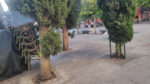 Dos de los árboles marcados para su tala o trasplante en la plaza de Santa Ana